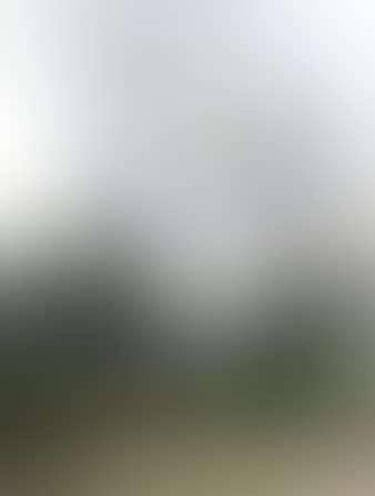 Study of trees (preview)