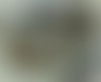 Landscape with horses grazing in meadow (preview)
