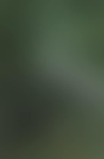 Bamboo grove (preview)