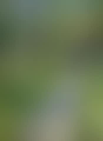 Summer - the artist's wife walking in their garden at Skagen (preview)