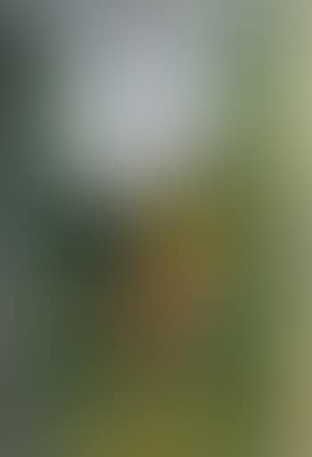 Window (preview)