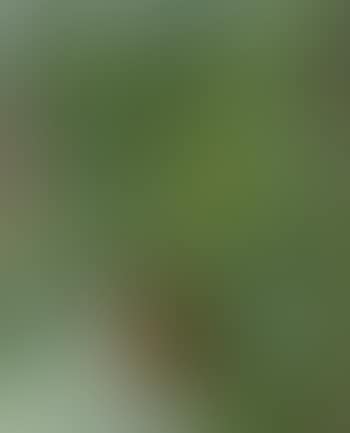 Fern in pot (preview)