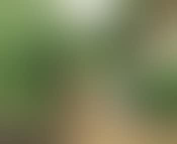 Summer landscape with girl showing kitten to old woman (preview)