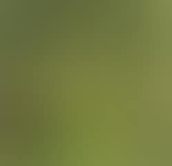 Wooded landscape with figure reading (preview)