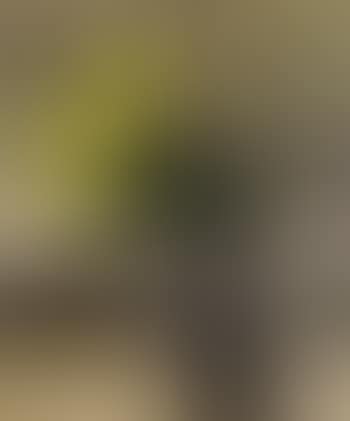 Still life of yellow roses (preview)