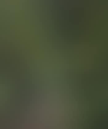 Sous-bois effet de soleil (preview)