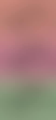 Volkswagen beetles (preview)