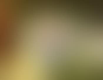 Vase de fleurs (preview)