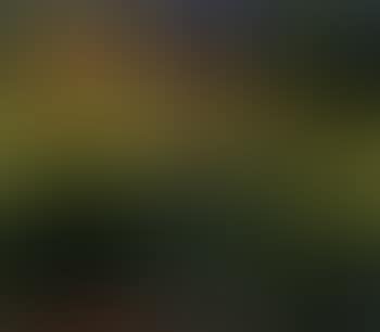 Cornfield (preview)