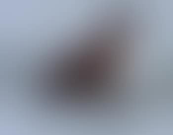 Le pigeon (preview)