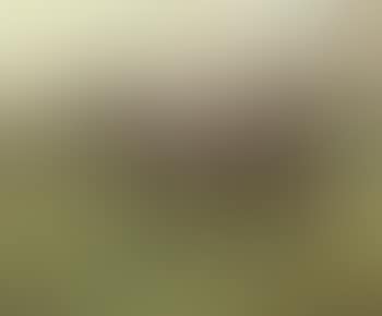 Portrait of a bay racehorse with jockey up (preview)