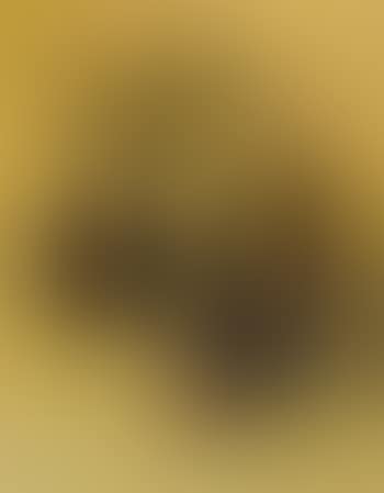 Sunflowers (preview)