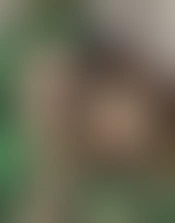 Le turban vert (preview)