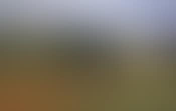 Paysage des Alpilles (preview)