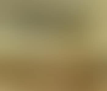 Horses in the fields (preview)