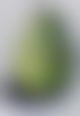 Still life (preview)