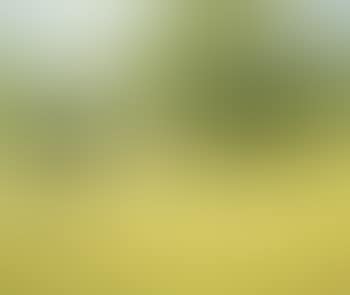 Vaches devant la prairie (preview)