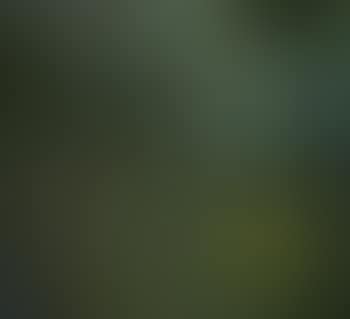 Jungle with gibbons and other animals (preview)