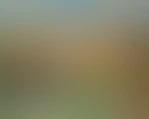 Matin calme (preview)