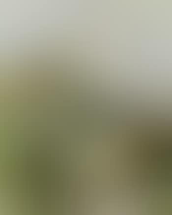 Meadow flowers (preview)