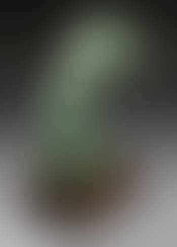 Angel of Victory (preview)
