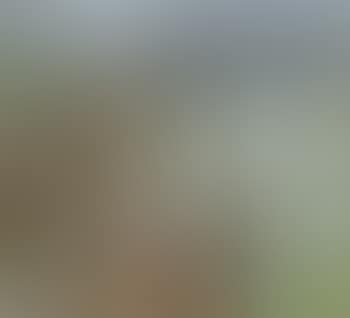 Blick in einen grossen Garten (preview)