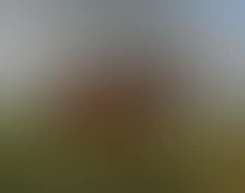A chestnut hunter before a landscape (preview)