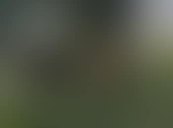 Drei Jungrinder im Baumschatten mit Hüter (preview)