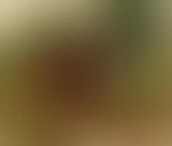 Pferde (preview)