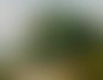 Eichengruppe am See (preview)