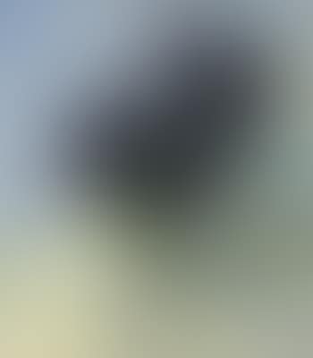 Parmaveilchen (preview)