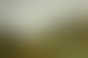 Grazing sheep (preview)