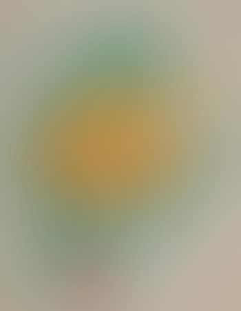 Yellow zinnia (preview)