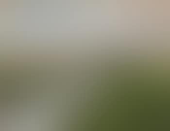 Dutch landscape with daffodils (preview)