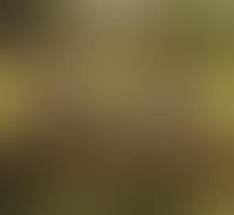 Tortue Topiaire III (preview)