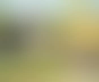 Paysage au printemps (preview)