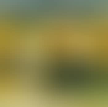 Paysage (preview)