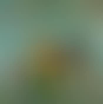 Brassee de dahlias (preview)