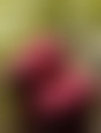 Balloon Flower (Magenta) (preview)