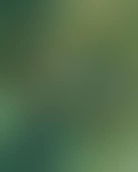 Branche (preview)