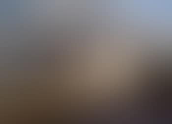 A shorthorn cow (preview)