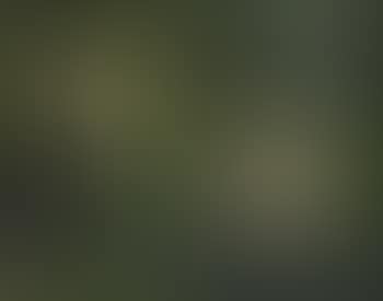 Waterlilies (preview)