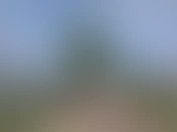 Paysage aux arbres (preview)
