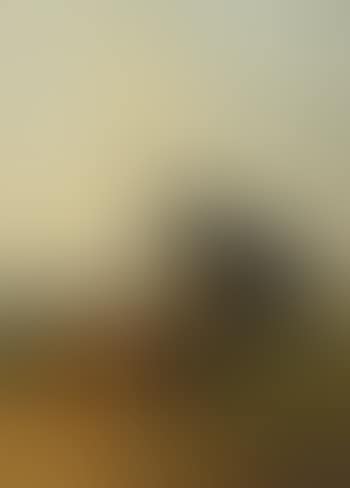 Two cows in a meadow (preview)