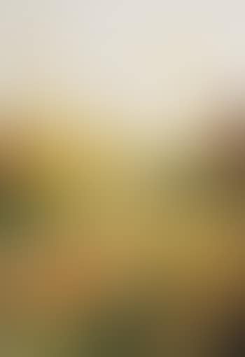 Butter Colored Vision of the Land o'Lakes Girl Peche Island (preview)