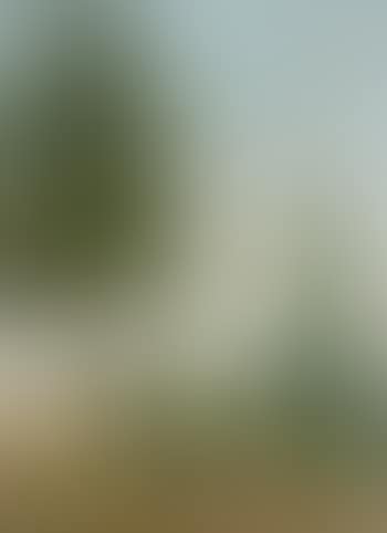 Paysage des arbres (preview)