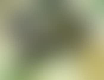 Composition (preview)