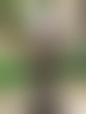 Head of a young woman (Nel) (preview)