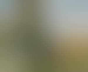 Tree on a hillside (preview)