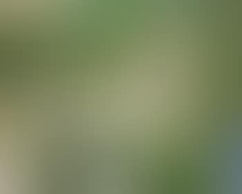 Truite (preview)